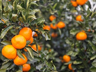 Vibrant Tangerines on a Lush Green Tree