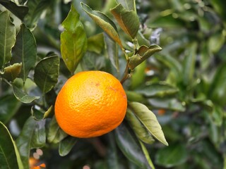 Vibrant Tangerines on a Lush Green Tree