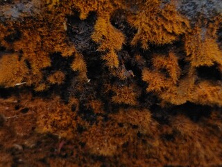 Trentepohliales, Trentepohliales are a group of algae found in terrestrial habitats. Nature background