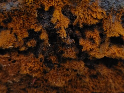 Trentepohliales, Trentepohliales are a group of algae found in terrestrial habitats. Nature background