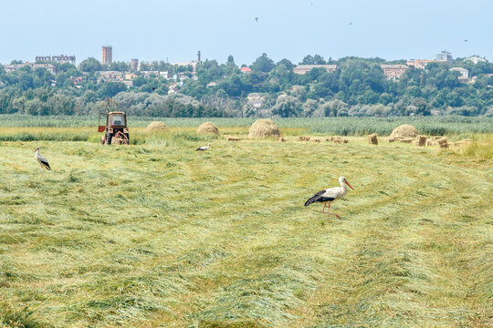 Storks walking in a freshly cut hayfield with hay bales, a tractor, and a distant townscape under a clear sky.