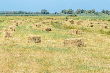 Obraz premium Hay bales scattered on a harvested field.