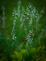 The vetiver plant or Senega paniculata is also called Polygala paniculata, nature background