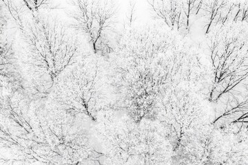 orthogonal aerial perspective of winter forest covered in snow