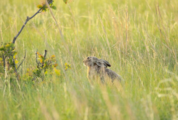 Hare in the wild among the grass in the steppe, wildlife