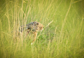 Hare in the wild among the grass in the steppe, wildlife