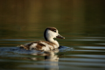 Cute little shelduck chick alone in water, ornithology, rare footage of duck chick in the wild