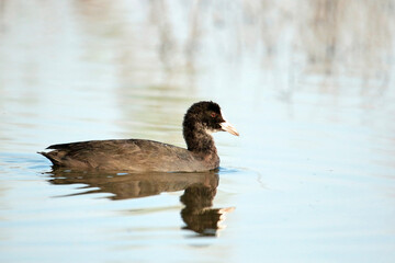 Coot duck swimming in blue water in the wild, ornithology
