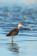 Sandpiper bird Fifi in the wild in the water Tringa glareola, ornitology