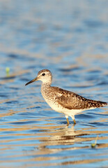 Sandpiper bird Fifi in the wild in the water Tringa glareola, ornitology