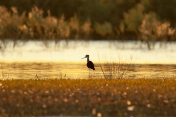 Silhouette of wild black-winged stilt bird in water against beautiful sunset, wildlife, himantopus himantopus