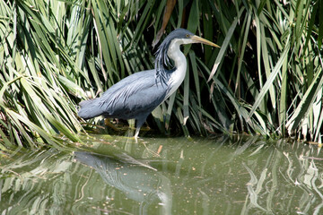 the pied heron has a black face, wings and white on its chest