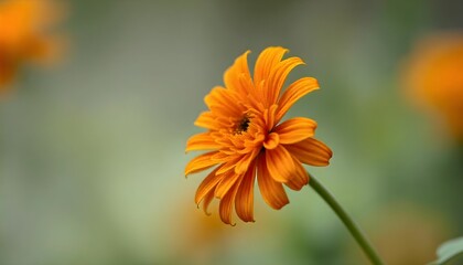 orange flower