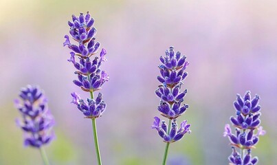 Obraz premium Lavender flowers blooming in a field with a soft, blurred background