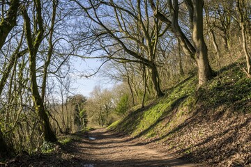 Obraz premium Path Through a Spring Forest A winding dirt path through a vibrant green forest, with dappled sunlight on the ground