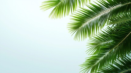 Tropical Palm Leaves Background