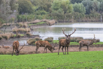 Naklejka premium deer in the meadows rutting period