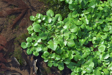 close up of Nasturtium officinale plant