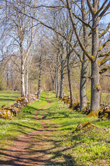 Fototapety na wymiar - Fototapeta24.pl