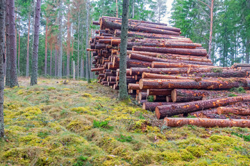 Coniferous forest with stacked timber logs