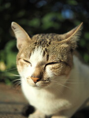 thai cat lazy sleep in sun bath relax