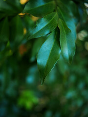 young shoot leaves green background sweet bokeh moving by wind