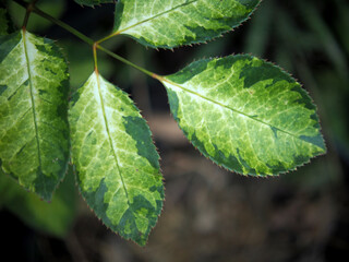young shoot leaves green background sweet bokeh moving by wind