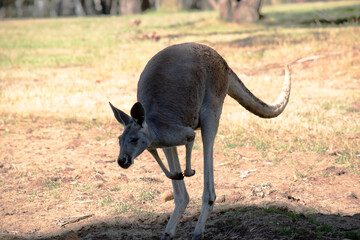 the red kangaroo is bounding along the field