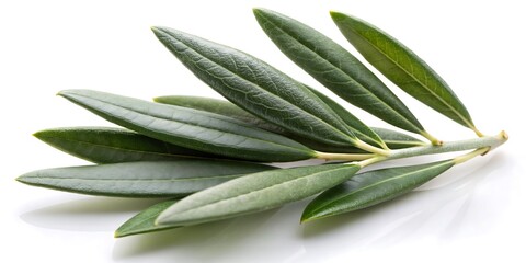 Leafy green olive branch