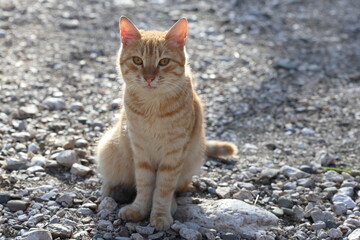 Obraz premium portrait of stray orange tabby cat 