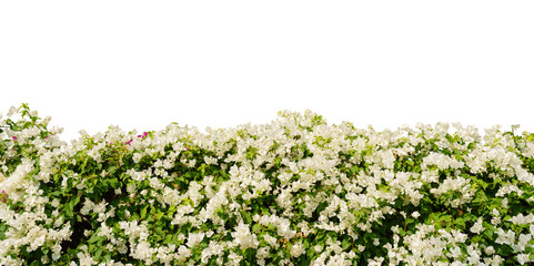 Bush  of white bougainvillea isolated on white background