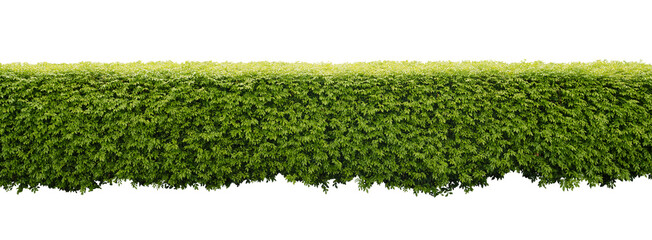 Green hedge or Green Leaves Wall on isolated,Objects with Clipping Paths