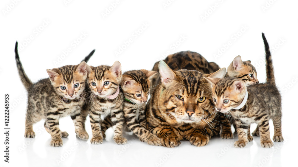 Poster big bengal cat lying with many tiny kittens. isolated on white background