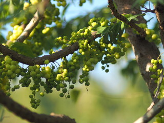 star gooseberry on tree tropical forest and fruit garden