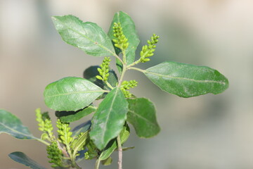 close up of branch of rhamnus alaternus (Mediterranean buckthorn) plant