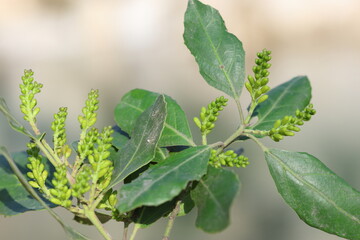 close up of branch of rhamnus alaternus (Mediterranean buckthorn) plant