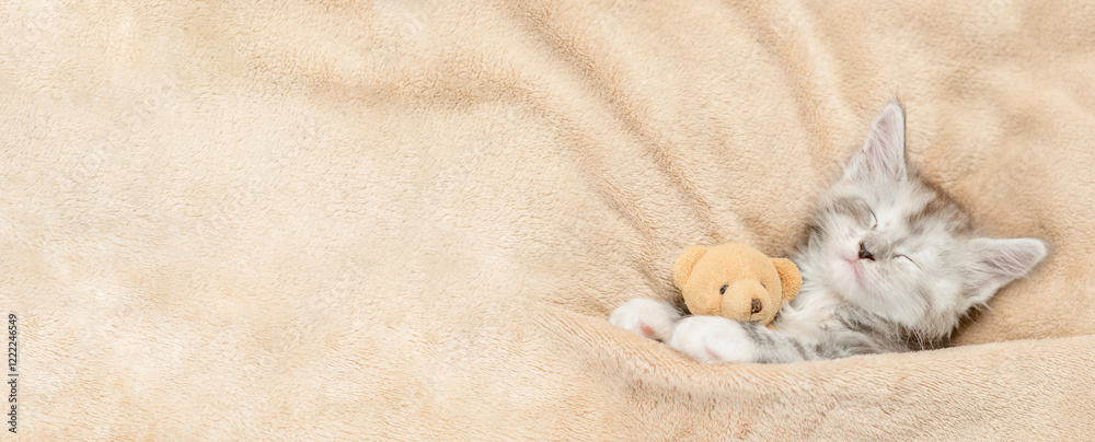 Poster cozy maine coon kitten sleeps with favorite toy bear under warm blanket on a bed at home. top down v