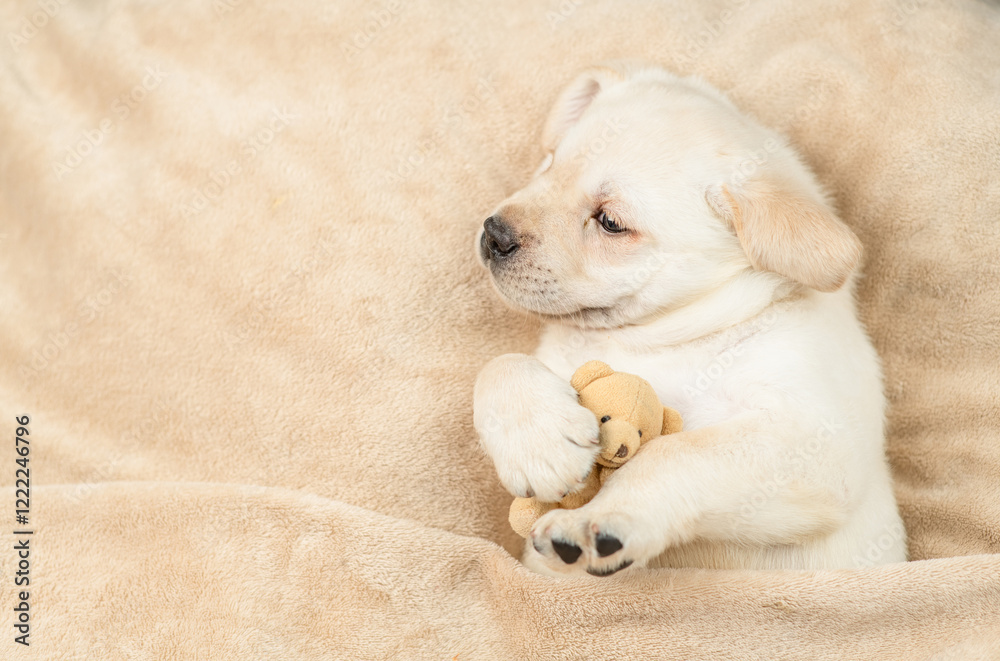 Aufkleber sleepy golden retriever puppy lying with toy bear under warm blanket on a bed at home. top down view