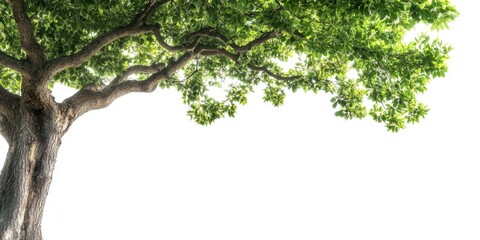 Fototapeta premium Tree Base. Fresh Green Grass Background with Copy Space for Beautiful Garden Environment 