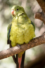 this is a female regent parrot perched on a branch