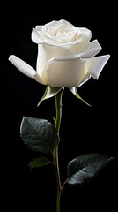 Elegant white rose on a dark background.