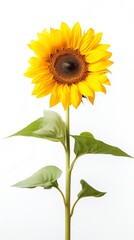 Fototapeta premium Bright sunflower with vibrant yellow petals.