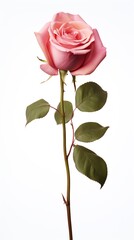 Beautiful pink rose on a white background.