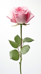 Fototapeta premium Single pink rose with delicate petals and leaves.
