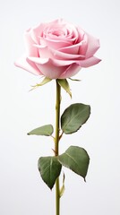 Beautiful pink rose on a white background.