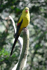the regent parrot is perched on a branch