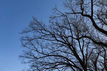 Branches of oak tree, without leaves against blue sky. Spring landscape
