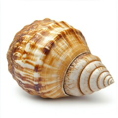 Obraz premium Seashell, ocean, spiral, brown, white, isolated, background, nature, decoration