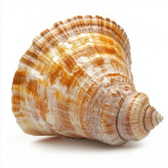 Fototapeta premium Seashell, isolated, white background, spiral, ocean