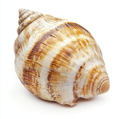 Fototapeta premium Seashell, ocean, striped, spiral, isolated, white background, nature, decor